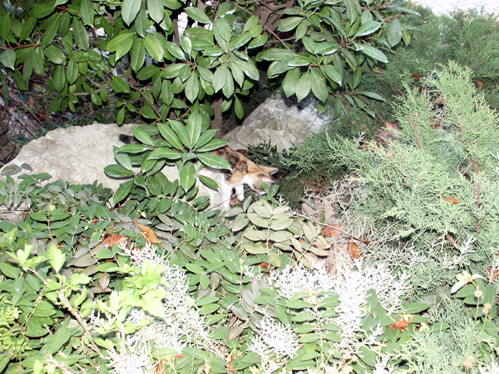 Caramel 07-05 016.jpg - DCF 1.0